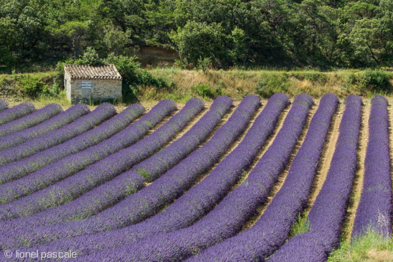 Gite Marius Mirabel-aux-Baronnies エクステリア 写真